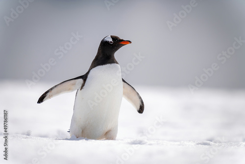 Gentoo penguin crosses snowy slope in sunlight