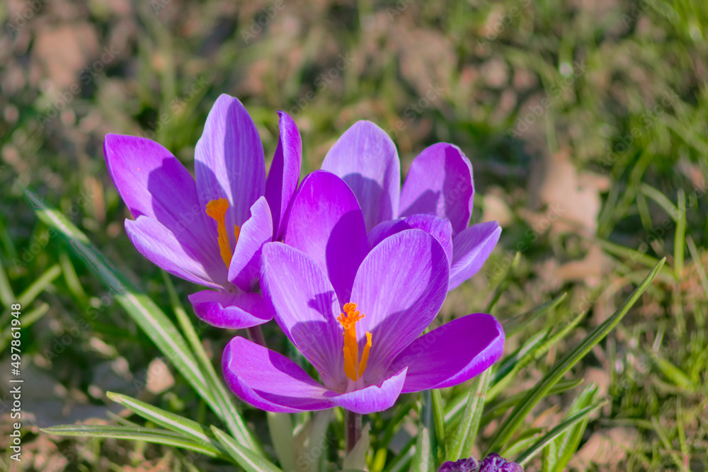 Spring- Szczecin crocuses in Jasne Błonia in Kasprowicz Park. Beautiful krocuses - Spring crocus (Latin Crocus vernus) Spring- Szczecin crocuses in Jasne Błonia in Kasprowicz Park. Beautiful krocuses - Spring crocus (Latin Crocus vernus)