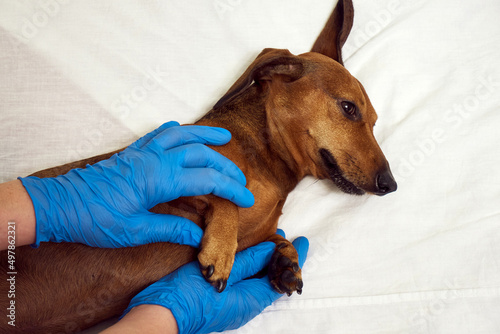 Examination of a dog in a veterinary clinic. The work of a veterinarian. Hands of a veterinarian and a dog close-up