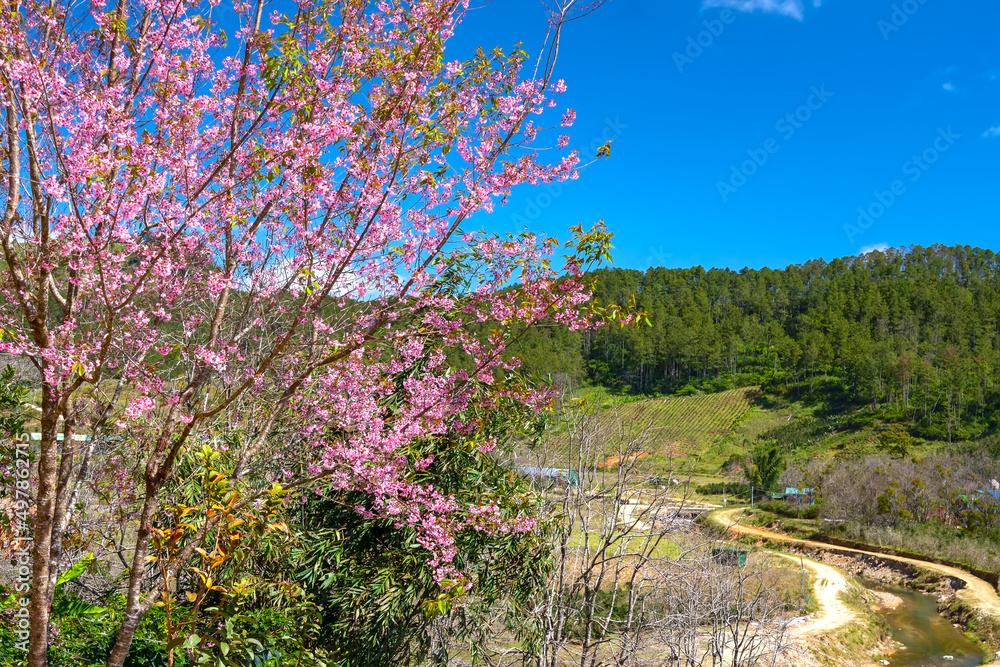 Spring flowers in the small town with cherry blossoms as the foreground decorate the spring air in the Da Lat plateau, Vietnam Spring flowers in the small town with cherry blossoms as the foreground decorate the spring air in the Da Lat plateau, Vietnam