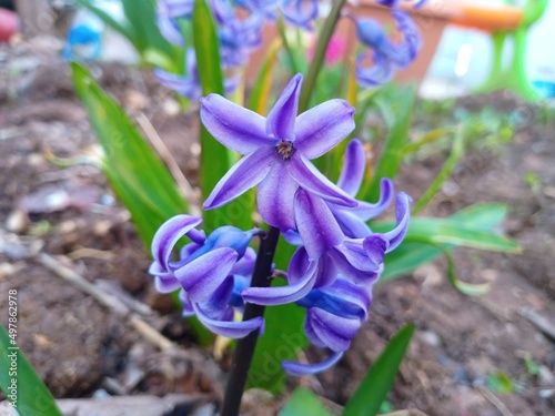 blue iris flower