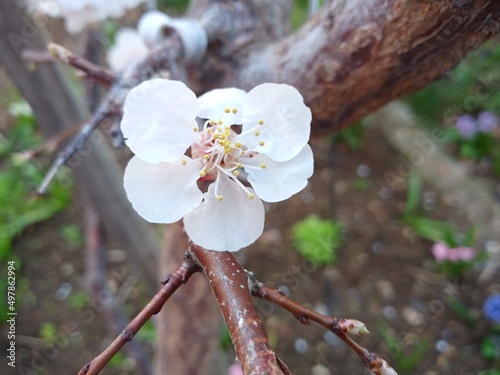 tree blossom