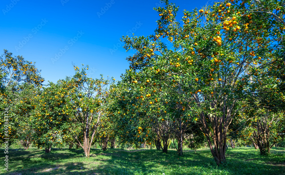 Garden of ripe mandarin oranges waiting to be harvested in the spring morning in the highlands of Da Lat, Vietnam. Fruit gives many nutrients to provide positive energy for people