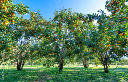 Garden of ripe mandarin oranges waiting to be harvested in the spring morning in the highlands of Da Lat  Vietnam. Fruit gives many nutrients to provide positive energy for people
