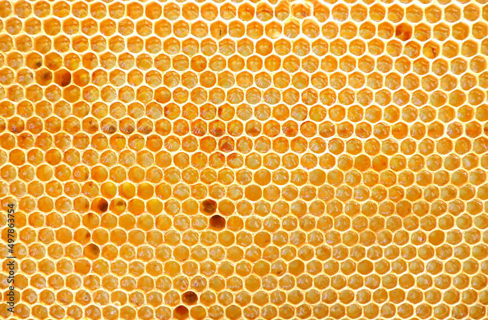 はちみつが貯められているミツバチの巣
Honeycomb where honey is stored
