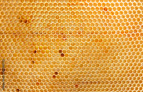                                                        Honeycomb where honey is stored 