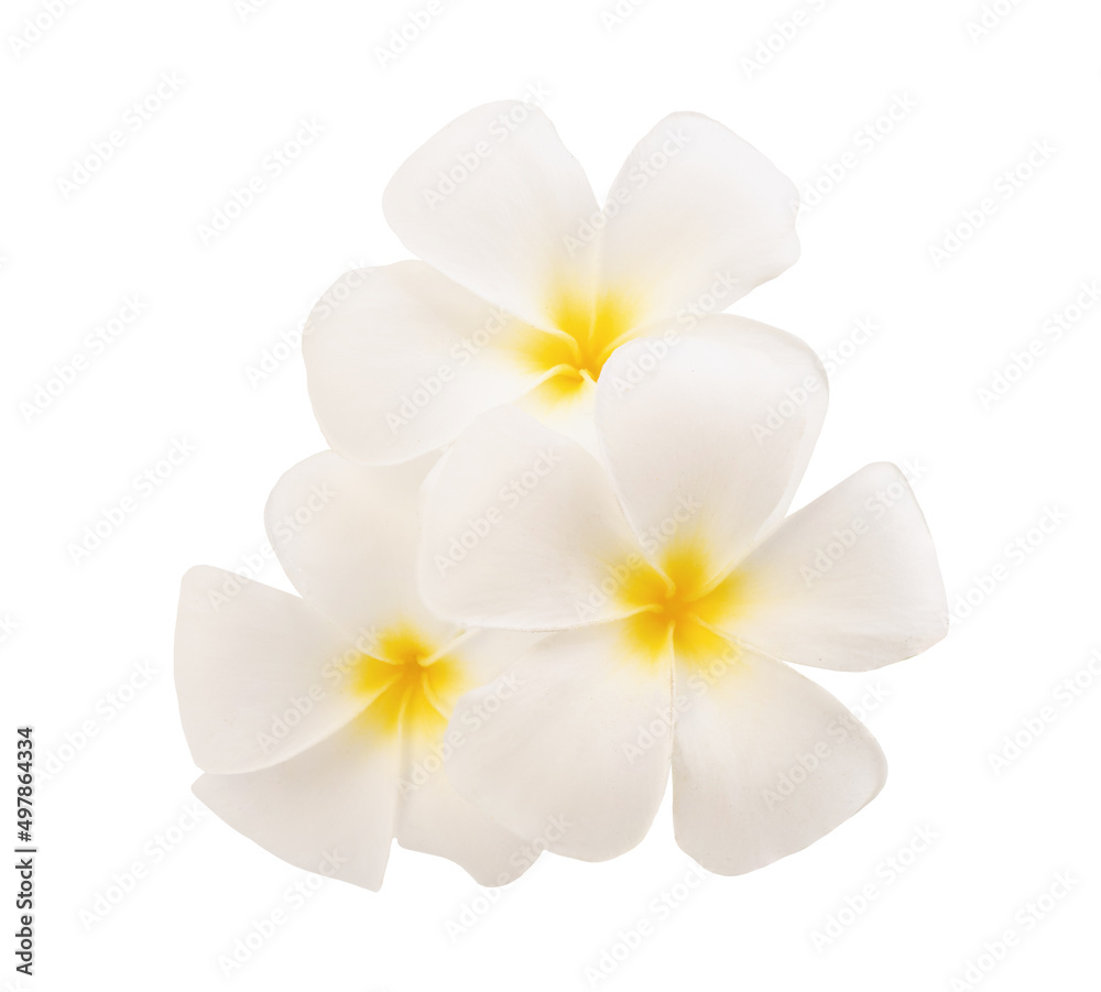 Plumeria flowers isolated on white background with clipping path. Plumeria flowers isolated on white background with clipping path.