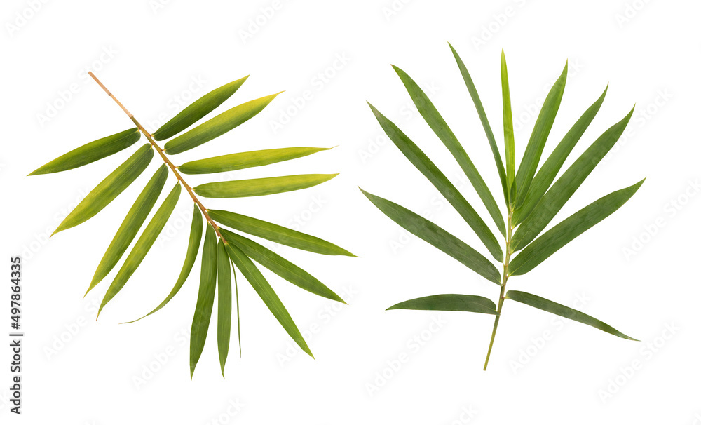 Fototapeta premium Bamboo branch green leaves isolated on white background with clipping path.