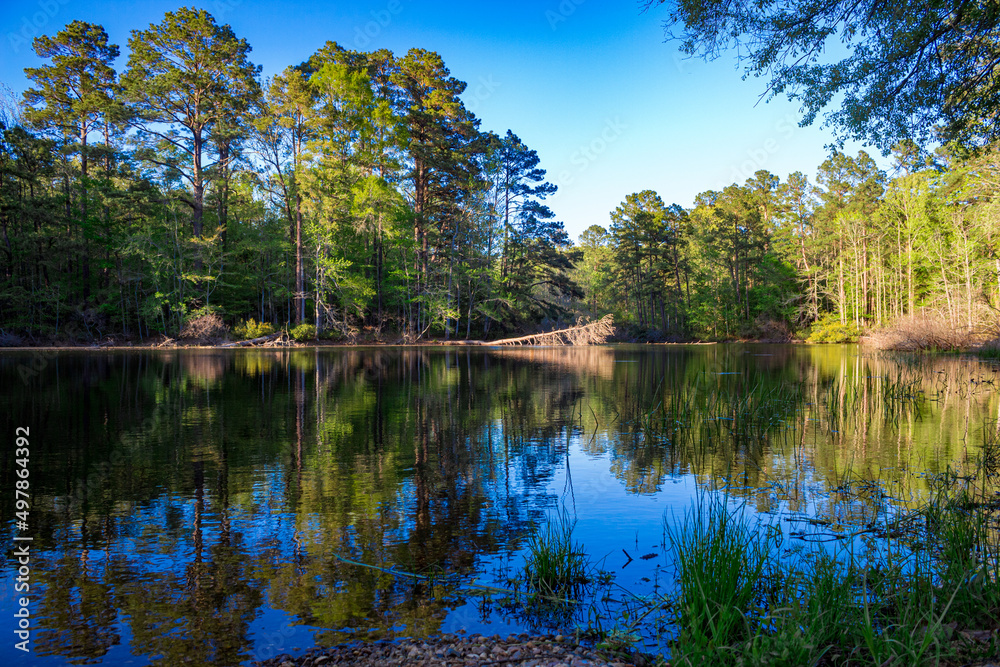 Obraz premium reflection of trees in the water