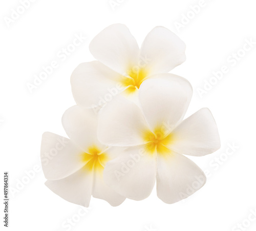 Plumeria flowers isolated on white background with clipping path.