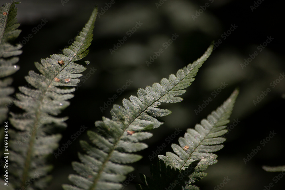 Fern on dark background. Fern plant in forest. Fern on dark background. Fern plant in forest.