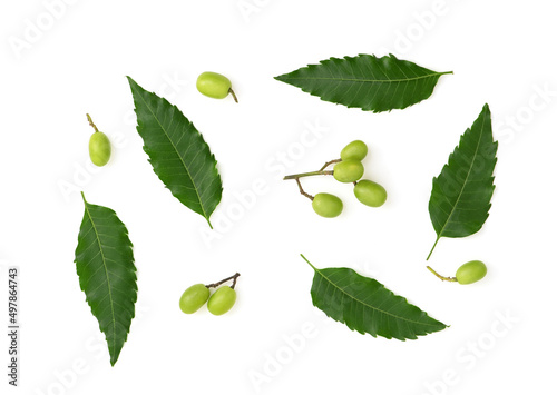 Neem or azadirachta indica leaves and fruits isolated on white background with clipping path.top view. photo