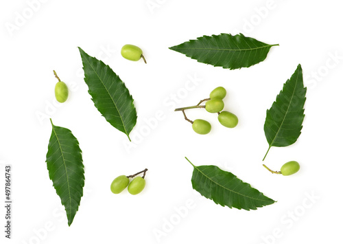 Tableau sur toile Neem or azadirachta indica leaves and fruits isolated on white background with clipping path