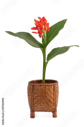 Cannaceae or canna lily tree isolated on white background with clipping path. photo