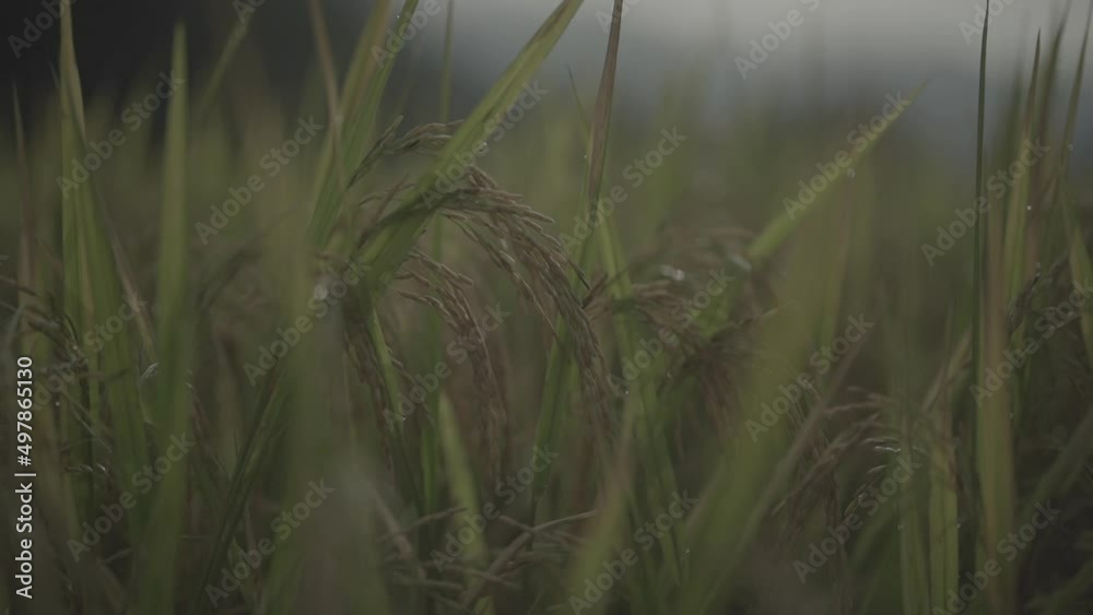 Beautiful Green Paddy Rice Field Landscape in Yogyakarta Indonesia Beautiful Green Paddy Rice Field Landscape in Yogyakarta Indonesia
