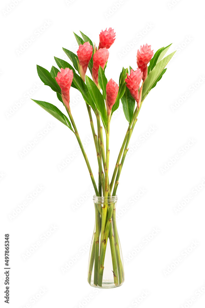 Alpinia purpurata or red ginger flowers isolated on white background with clipping path. Alpinia purpurata or red ginger flowers isolated on white background with clipping path.