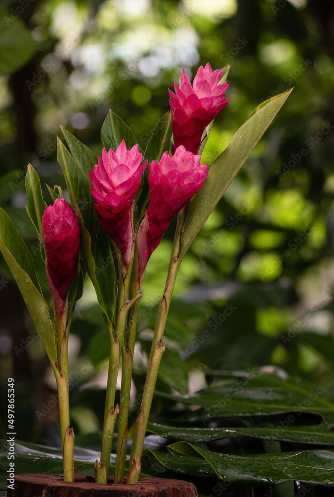 Alpinia purpurata or red ginger flowers on nature background.