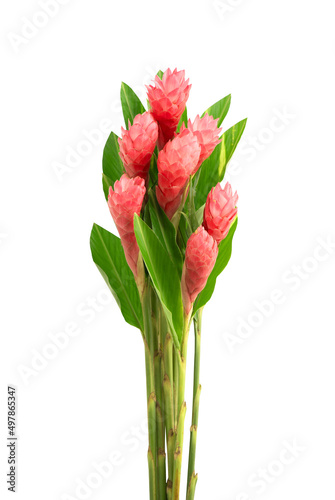 Принти на полотні Alpinia purpurata or red ginger flowers isolated on white background with clipping path