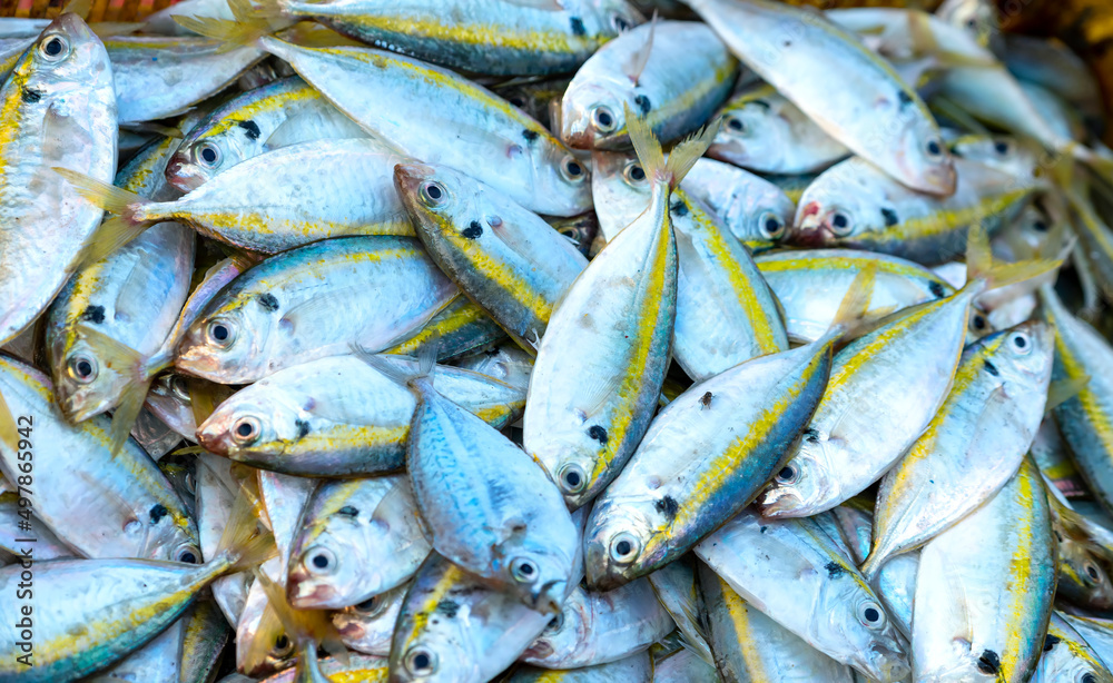 Obraz premium Freshly caught Yellow striped Scad fish for sale at a fresh seafood market in a central coastal fishing village in Vietnam