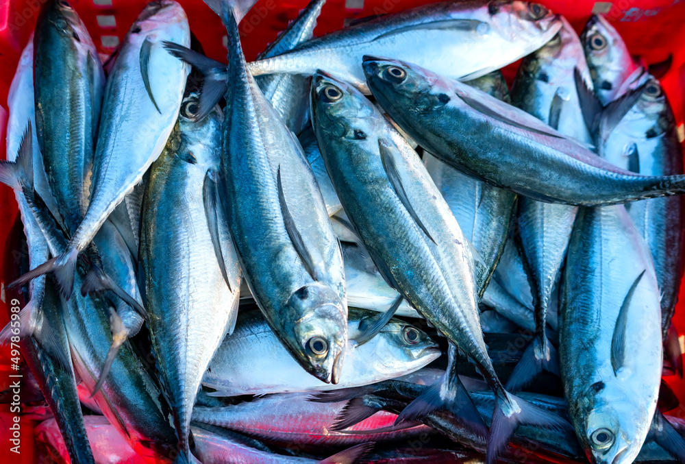 Obraz premium Freshly caught horse mackerel for sale at a fresh seafood market in a central coastal fishing village in Vietnam