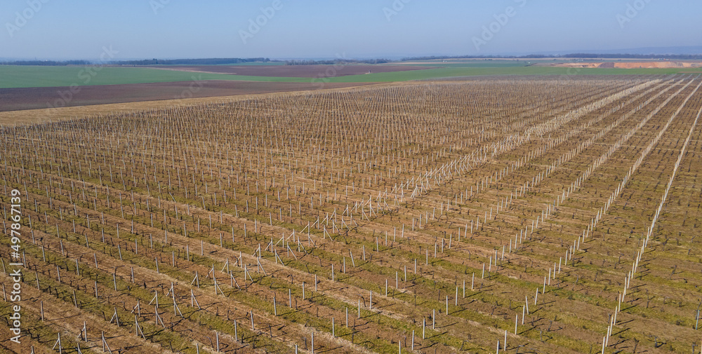 Aerial view to huge a vineyard during spring time, wine concept