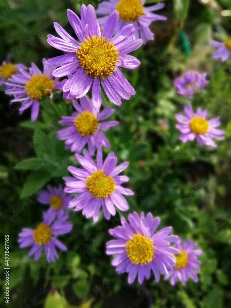 Obraz premium soft purple blooming Aster alpinus blue flowers with a yellow fluffy center on a Sunny summer day. flower desktop wallpaper