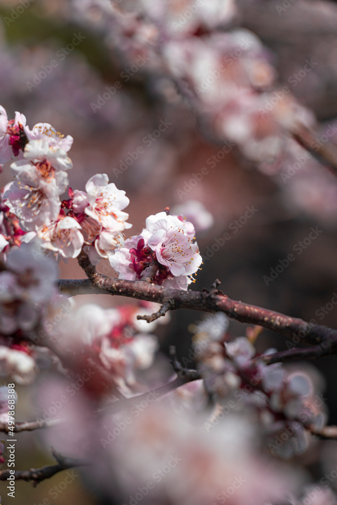 Obraz premium 제주도 벚꽃 풍경