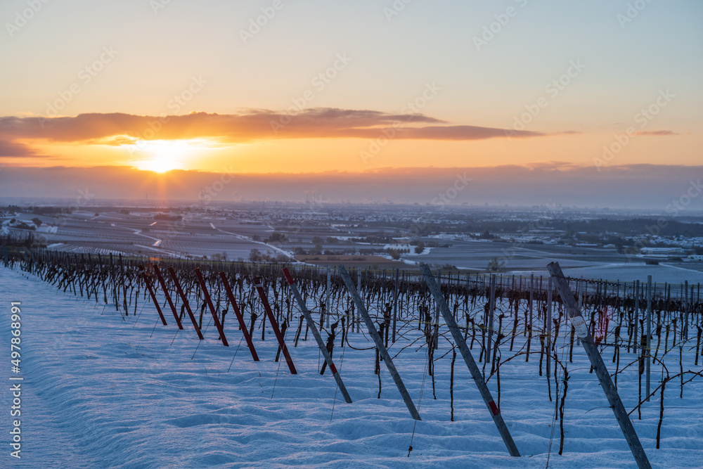 sunrise over a vineyard in snow sunrise over a vineyard in snow