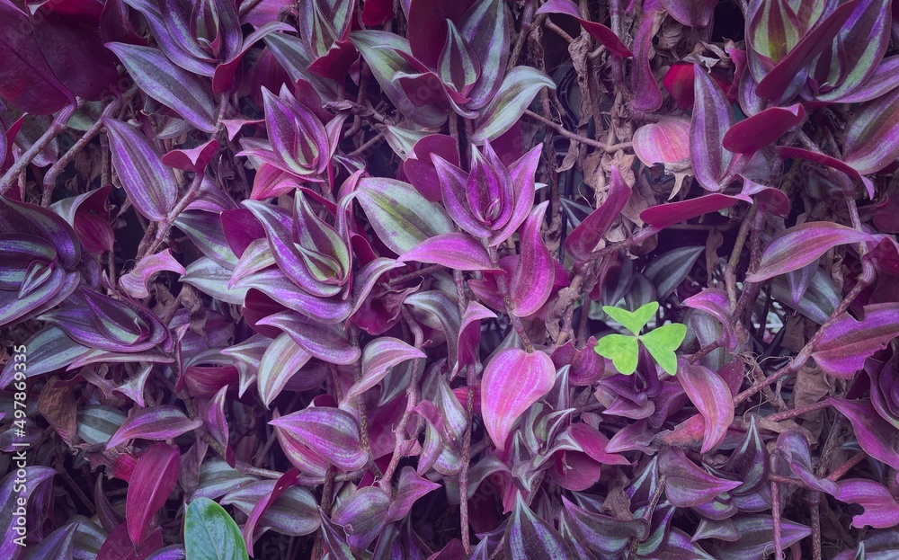 close up of purple leaves and flower, leaves background, leaves in the garden close up of purple leaves and flower, leaves background, leaves in the garden