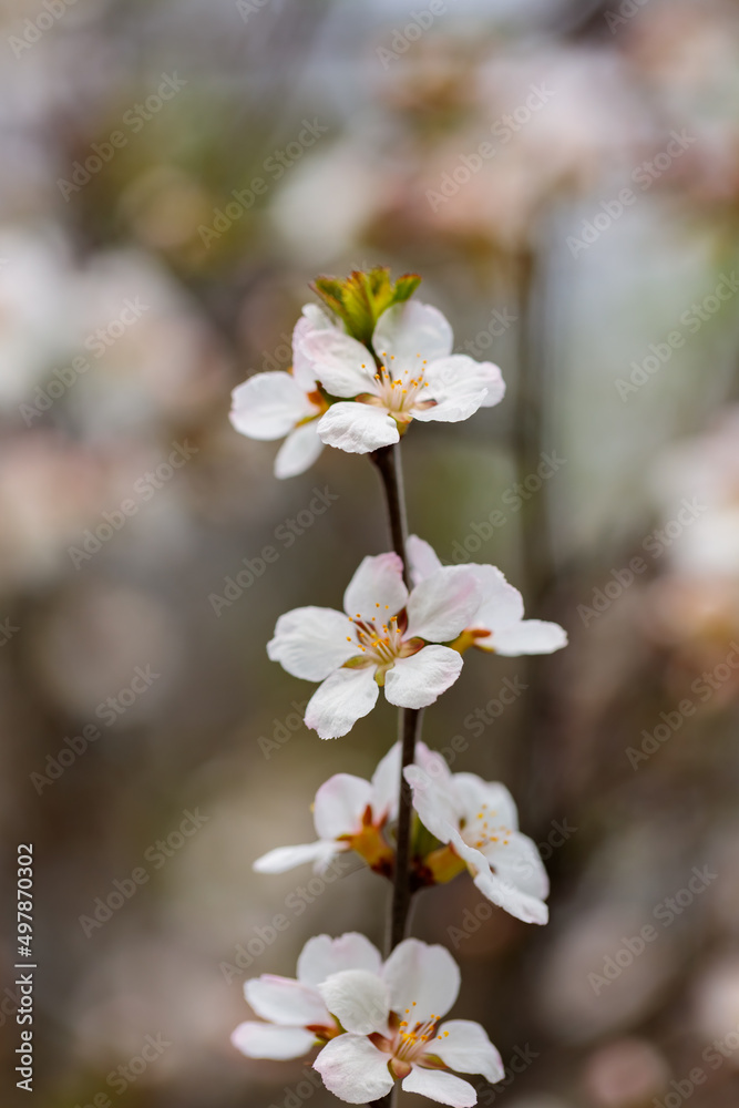 Cherry blossom. Branches of cherry blossoms on a blurred background. Spring coming concept