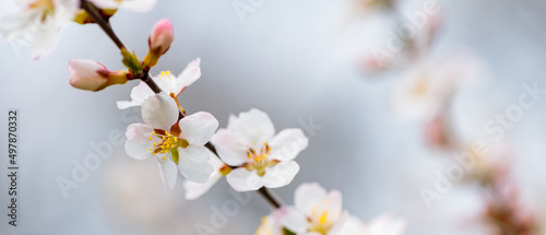 Cherry blossom. Branches of cherry blossoms on a blurred background. Spring coming concept