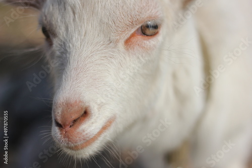 baby goat portrait