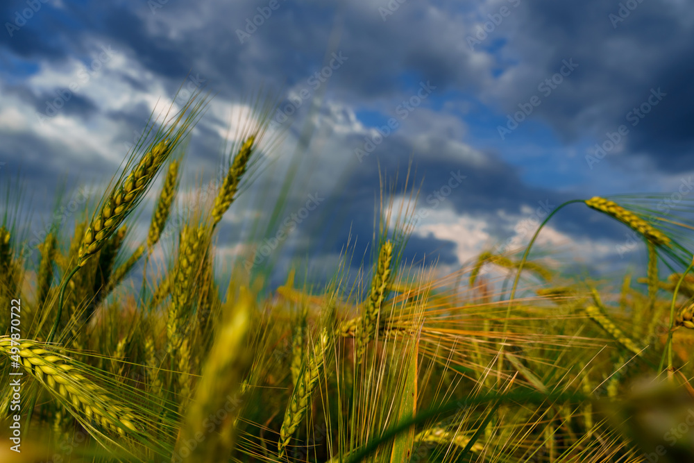 Obraz premium agricultural field with green wheat sprouts, dramatic spring landscape on cloudy day, overcast sky as background