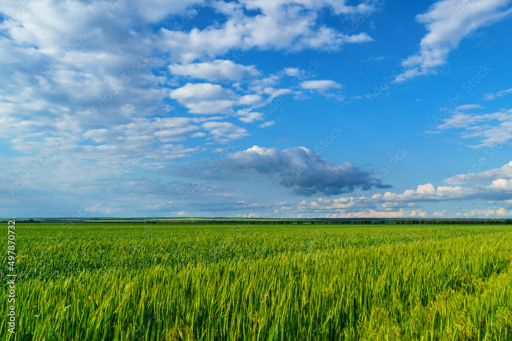 agricultural field with young green wheat sprouts, bright spring landscape on a sunny day, blue sky as background