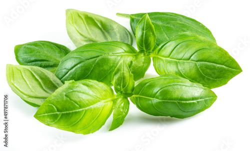 Macro shot of fresh green basil leaves isolated on white background.