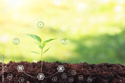 Young plant growing in soil against sunny background with 16 digital  nutrients icon which nessesary in plant life , Plant Nutrients,Macronutrients,Micronutrients. Agriculture concept