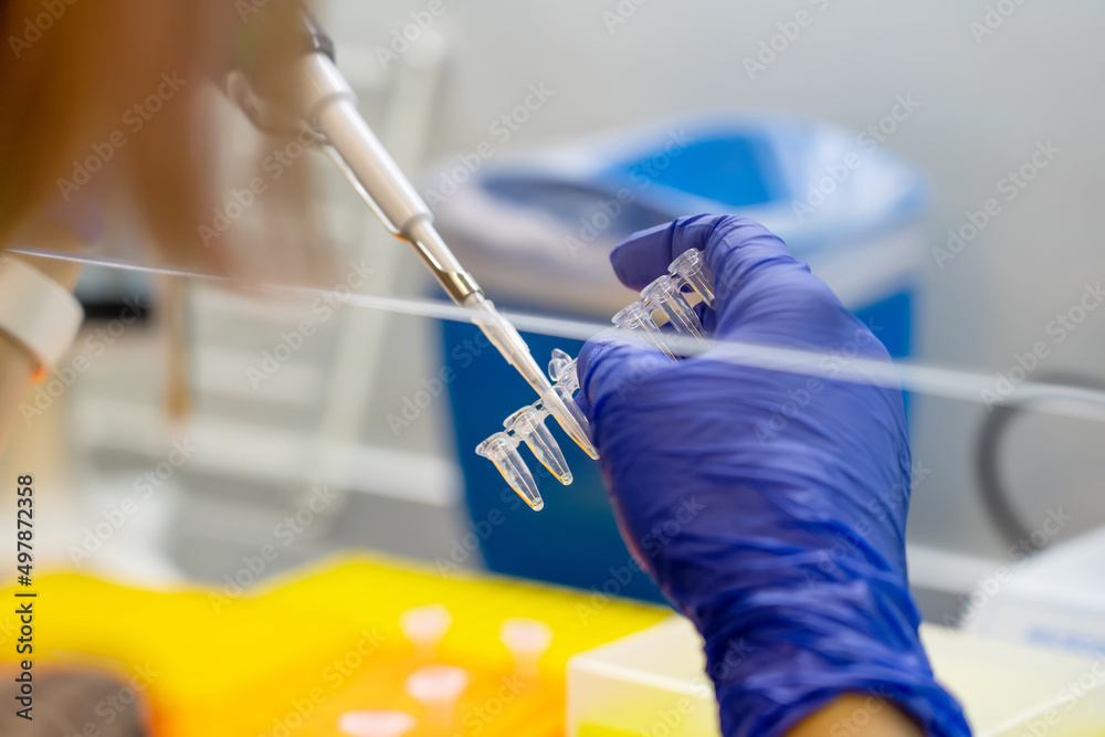 Scientist pipetting sample into vial for DNA testing. scientist loads samples DNA amplification