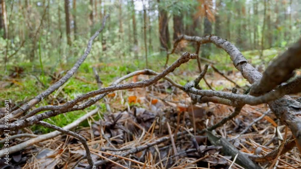 Heap of dry fallen tree branches on ground in green forest slow motion. Probe lens footage of picturesque virgin nature in wood macro view Heap of dry fallen tree branches on ground in green forest slow motion. Probe lens footage of picturesque virgin nature in wood macro view
