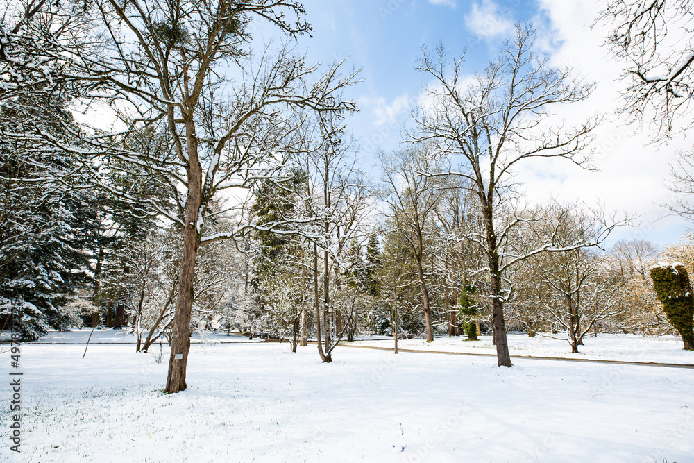 snowy trees in spring, April weather snowy trees in spring, April weather