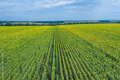 Panoramic view of sunflower field and blue sky at the background. © volff