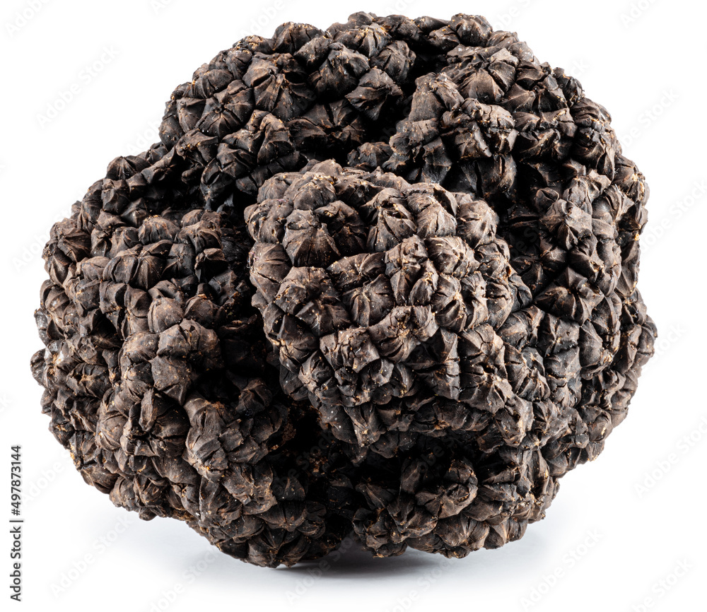 Black winter truffle on white background. The most famous of the truffles. Black winter truffle on white background. The most famous of the truffles.