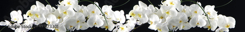 white orchids on black © Michael