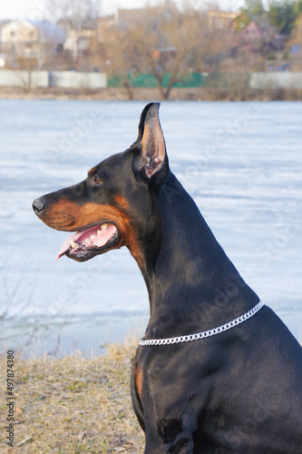 Portrait of a magnificent doberman. Doberman with cropped ears. Large powerful doberman male