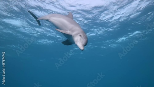 One Indo-Pacific bottlenose dolphin (Tursiops aduncus) dives in front of the camera. In slow motion