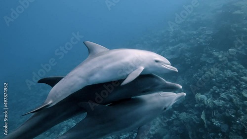 3 Indo-Pacific bottlenose dolphins with two juveniles swimming together close to the camera. 