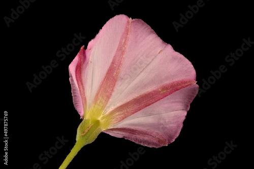 Field Bindweed (Convolvulus arvensis). Flower Closeup photo