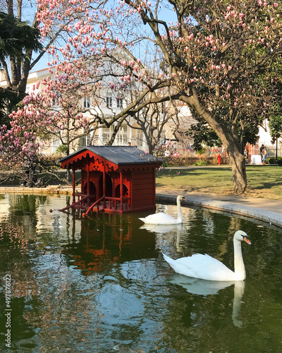 Swans in the pond of Dolmabahçe Palace