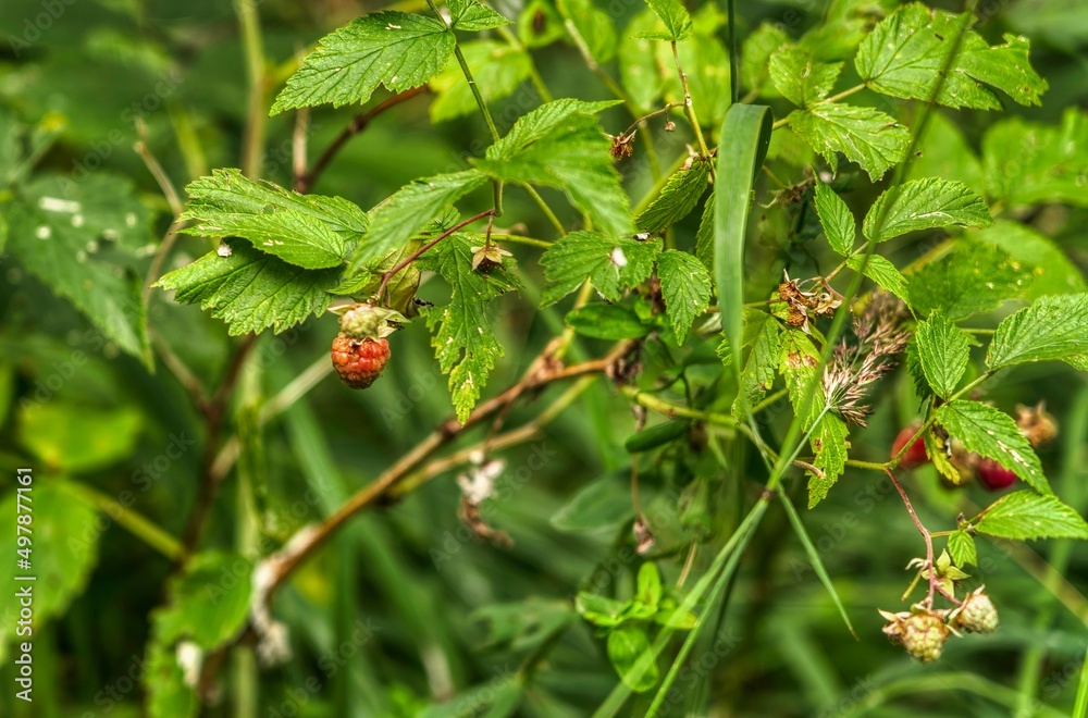 red currant bush red currant bush