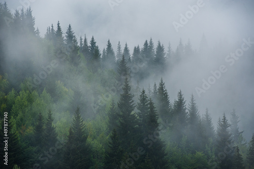 Mountain slopes landscape with fir trees in the fog in Svaneti, Georgia