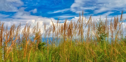 Fototapeta Naklejka Na Ścianę i Meble -  Grass in the mountains